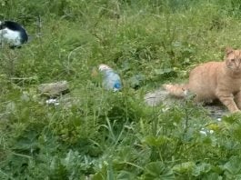 El artículo 127 de la Ley 7/1985, de Bases de Régimen Local, modificada por la Ley 57/2003, de medidas para la modernización del gobierno local, atribuye a la Junta de Gobierno Local el ejercicio de las siguientes funciones: La aprobación de los proyectos de ordenanzas y de los reglamentos, incluidos los orgánicos, con excepción de las normas reguladoras del Pleno y sus comisiones. La aprobación del proyecto de presupuesto. La aprobación de los proyectos de instrumentos de ordenación urbanística cuya aprobación definitiva o provisional corresponda al Pleno. Las aprobaciones de los instrumentos de planeamiento de desarrollo del planeamiento general no atribuidas expresamente al Pleno, así como de los instrumentos de gestión urbanística y de los proyectos de urbanización. La concesión de cualquier tipo de licencia, salvo que la legislación sectorial la atribuya expresamente a otro órgano. Las contrataciones y concesiones, incluidas las de caràcter plurianual, la ampliación del número de anualidades y la modificación de los porcentajes de gastos plurianuales, así como la gestión, adquisición y enajenación del patrimonio, la concertación de operaciones de crédito, todo ello de acuerdo con el presupuesto y sus bases de ejecución. El desarrollo de la gestión económica, autorizar y disponer gastos en materia de su competencia, disponer gastos previamente autorizados por el Pleno, y la gestión del personal. Aprobar la relación de puestos de trabajo, las retribuciones del personal de acuerdo con el presupuesto aprobado por el Pleno,la oferta de empleo público, las bases de las convocatorias de selección y provisión de puestos de trabajo, el número y régimen del personal eventual, la separación del servicio de los funcionarios del Ayuntamiento, sin perjuicio de lo dispuesto en el artículo 99 de esta Ley, el despido del personal laboral, el régimen disciplinario y las demás decisiones en materia de personal que no estèn expresamente atribuidas a otro órgano. La composición de los tribunales de oposiciones será predominantemente técnica, debiendo poseer todos sus miembros un nivel de titulación igual o superior al exigido para el ingreso en las plazas convocas. Su Presidente podrá ser nombrado entre los miembros de la Corporación o entre el personal al servicio de las Administraciones públicas. El nombramiento y el cese de los titulares de los órganos directivos de la Administración municipal, sin perjuicio de lo dispuesto en la disposición adicional octava para los funcionarios de Administración local con habilitación de carácter nacional. El ejercicio de las acciones judiciales y administrativas en materia de su competencia. Las facultades de revisión de oficio de sus propios actos. Ejercer la potestad sancionadora salvo que por ley esté atribuida a otro órgano. Las demás que le corresponda, de acuerdo con las disposiciones legales vigentes.