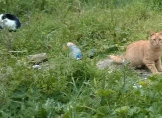 El artículo 127 de la Ley 7/1985, de Bases de Régimen Local, modificada por la Ley 57/2003, de medidas para la modernización del gobierno local, atribuye a la Junta de Gobierno Local el ejercicio de las siguientes funciones: La aprobación de los proyectos de ordenanzas y de los reglamentos, incluidos los orgánicos, con excepción de las normas reguladoras del Pleno y sus comisiones. La aprobación del proyecto de presupuesto. La aprobación de los proyectos de instrumentos de ordenación urbanística cuya aprobación definitiva o provisional corresponda al Pleno. Las aprobaciones de los instrumentos de planeamiento de desarrollo del planeamiento general no atribuidas expresamente al Pleno, así como de los instrumentos de gestión urbanística y de los proyectos de urbanización. La concesión de cualquier tipo de licencia, salvo que la legislación sectorial la atribuya expresamente a otro órgano. Las contrataciones y concesiones, incluidas las de caràcter plurianual, la ampliación del número de anualidades y la modificación de los porcentajes de gastos plurianuales, así como la gestión, adquisición y enajenación del patrimonio, la concertación de operaciones de crédito, todo ello de acuerdo con el presupuesto y sus bases de ejecución. El desarrollo de la gestión económica, autorizar y disponer gastos en materia de su competencia, disponer gastos previamente autorizados por el Pleno, y la gestión del personal. Aprobar la relación de puestos de trabajo, las retribuciones del personal de acuerdo con el presupuesto aprobado por el Pleno,la oferta de empleo público, las bases de las convocatorias de selección y provisión de puestos de trabajo, el número y régimen del personal eventual, la separación del servicio de los funcionarios del Ayuntamiento, sin perjuicio de lo dispuesto en el artículo 99 de esta Ley, el despido del personal laboral, el régimen disciplinario y las demás decisiones en materia de personal que no estèn expresamente atribuidas a otro órgano. La composición de los tribunales de oposiciones será predominantemente técnica, debiendo poseer todos sus miembros un nivel de titulación igual o superior al exigido para el ingreso en las plazas convocas. Su Presidente podrá ser nombrado entre los miembros de la Corporación o entre el personal al servicio de las Administraciones públicas. El nombramiento y el cese de los titulares de los órganos directivos de la Administración municipal, sin perjuicio de lo dispuesto en la disposición adicional octava para los funcionarios de Administración local con habilitación de carácter nacional. El ejercicio de las acciones judiciales y administrativas en materia de su competencia. Las facultades de revisión de oficio de sus propios actos. Ejercer la potestad sancionadora salvo que por ley esté atribuida a otro órgano. Las demás que le corresponda, de acuerdo con las disposiciones legales vigentes.