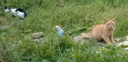 El artículo 127 de la Ley 7/1985, de Bases de Régimen Local, modificada por la Ley 57/2003, de medidas para la modernización del gobierno local, atribuye a la Junta de Gobierno Local el ejercicio de las siguientes funciones: La aprobación de los proyectos de ordenanzas y de los reglamentos, incluidos los orgánicos, con excepción de las normas reguladoras del Pleno y sus comisiones. La aprobación del proyecto de presupuesto. La aprobación de los proyectos de instrumentos de ordenación urbanística cuya aprobación definitiva o provisional corresponda al Pleno. Las aprobaciones de los instrumentos de planeamiento de desarrollo del planeamiento general no atribuidas expresamente al Pleno, así como de los instrumentos de gestión urbanística y de los proyectos de urbanización. La concesión de cualquier tipo de licencia, salvo que la legislación sectorial la atribuya expresamente a otro órgano. Las contrataciones y concesiones, incluidas las de caràcter plurianual, la ampliación del número de anualidades y la modificación de los porcentajes de gastos plurianuales, así como la gestión, adquisición y enajenación del patrimonio, la concertación de operaciones de crédito, todo ello de acuerdo con el presupuesto y sus bases de ejecución. El desarrollo de la gestión económica, autorizar y disponer gastos en materia de su competencia, disponer gastos previamente autorizados por el Pleno, y la gestión del personal. Aprobar la relación de puestos de trabajo, las retribuciones del personal de acuerdo con el presupuesto aprobado por el Pleno,la oferta de empleo público, las bases de las convocatorias de selección y provisión de puestos de trabajo, el número y régimen del personal eventual, la separación del servicio de los funcionarios del Ayuntamiento, sin perjuicio de lo dispuesto en el artículo 99 de esta Ley, el despido del personal laboral, el régimen disciplinario y las demás decisiones en materia de personal que no estèn expresamente atribuidas a otro órgano. La composición de los tribunales de oposiciones será predominantemente técnica, debiendo poseer todos sus miembros un nivel de titulación igual o superior al exigido para el ingreso en las plazas convocas. Su Presidente podrá ser nombrado entre los miembros de la Corporación o entre el personal al servicio de las Administraciones públicas. El nombramiento y el cese de los titulares de los órganos directivos de la Administración municipal, sin perjuicio de lo dispuesto en la disposición adicional octava para los funcionarios de Administración local con habilitación de carácter nacional. El ejercicio de las acciones judiciales y administrativas en materia de su competencia. Las facultades de revisión de oficio de sus propios actos. Ejercer la potestad sancionadora salvo que por ley esté atribuida a otro órgano. Las demás que le corresponda, de acuerdo con las disposiciones legales vigentes.