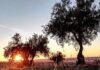 Olivos en las afueras de Guadalajara. (Foto: La Crónic@)