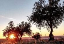 Olivos en las afueras de Guadalajara. (Foto: La Crónic@)