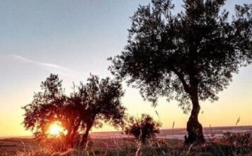 Olivos en las afueras de Guadalajara. (Foto: La Crónic@)