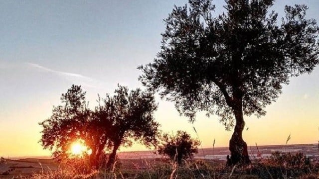 Olivos en las afueras de Guadalajara. (Foto: La Crónic@)