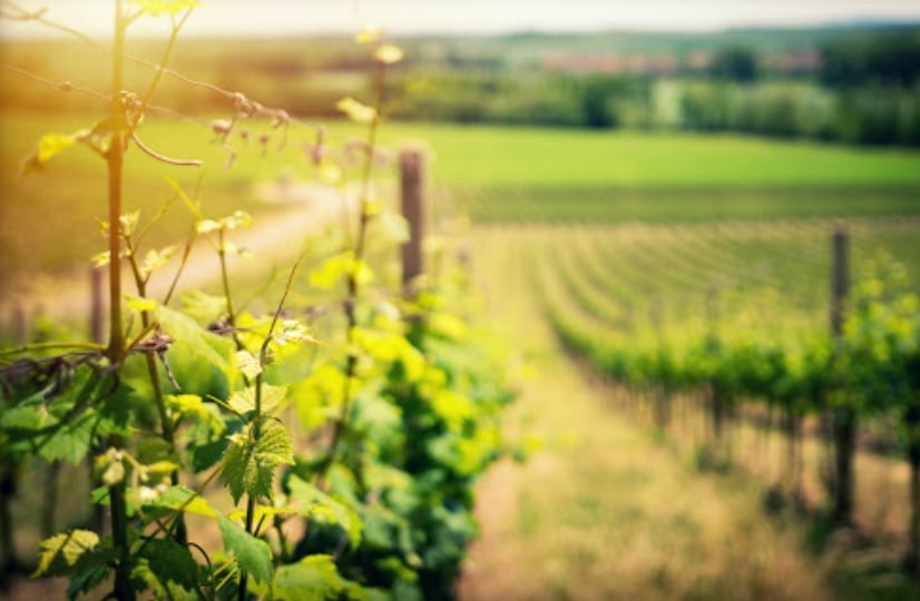 Viñedos en espaldera en la comarca de Mondéjar, de Bodegas Mariscal.