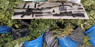 Armas y plantas de marihuana encontradas en dos fincas de Brihuega.