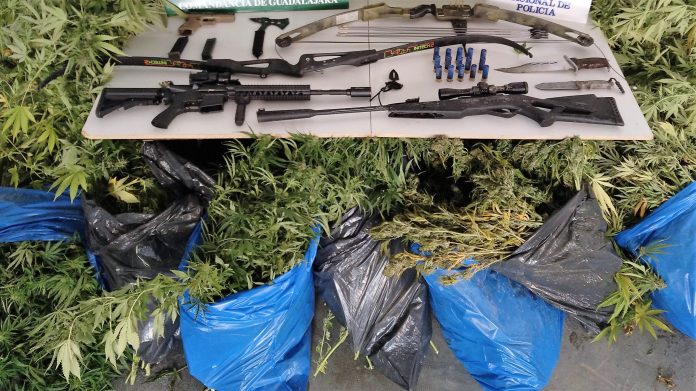 Armas y plantas de marihuana encontradas en dos fincas de Brihuega.
