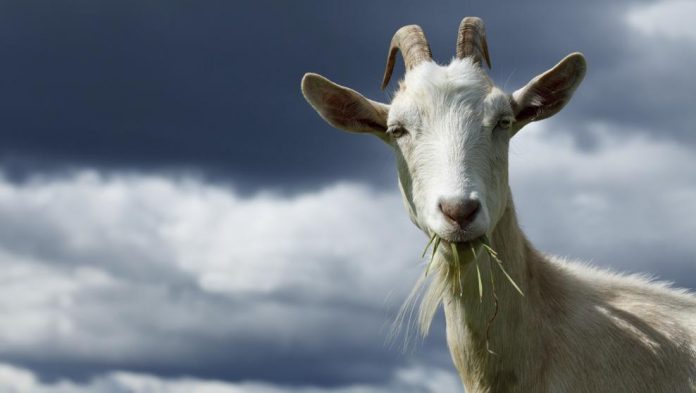 Las cabras son unas incansables devoradoras de la maleza.