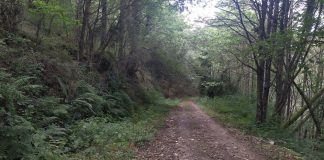 ¿Dónde se puede ser más feliz durante la pandemia del coronavirus? Tenemos la respuesta Espesura de una fraga gallega, en el verano de la pandemia. (Foto: La Crónic@)