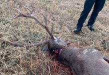 Ejemplar de ciervo cazado furtivamente.