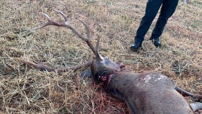 Ejemplar de ciervo cazado furtivamente.