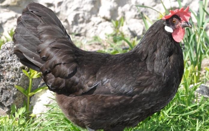 Magnífico ejemplar de gallina castellana negra.