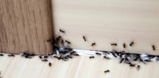 Es todo un problema cuando las hormigas se muestran tan "hogareñas" en nuestra propia casa.