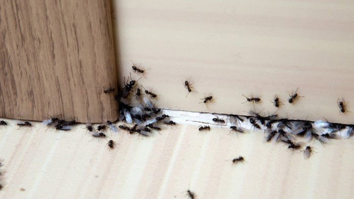Es todo un problema cuando las hormigas se muestran tan 