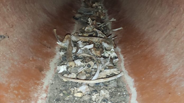 Parte de las osamentas encontradas en El Casar por la Guardia Civil.