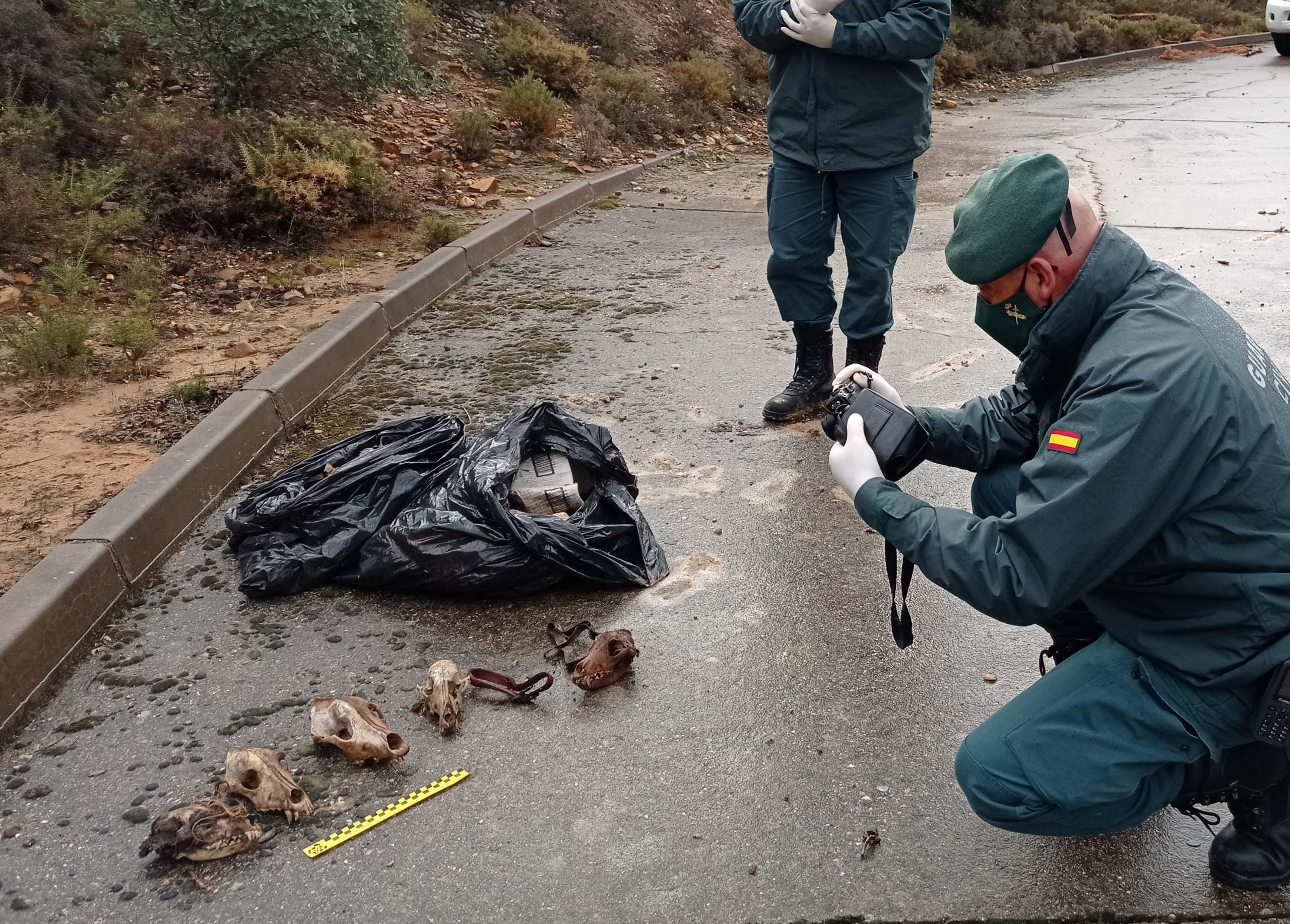 Agentes del Seprona, en pleno reconocimiento y documentación de los huesos encontrados en El Casar.