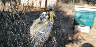 Un pájaro silvestre, atrapado en la "red japonesa" instalada en un colmenar de Malaguilla.