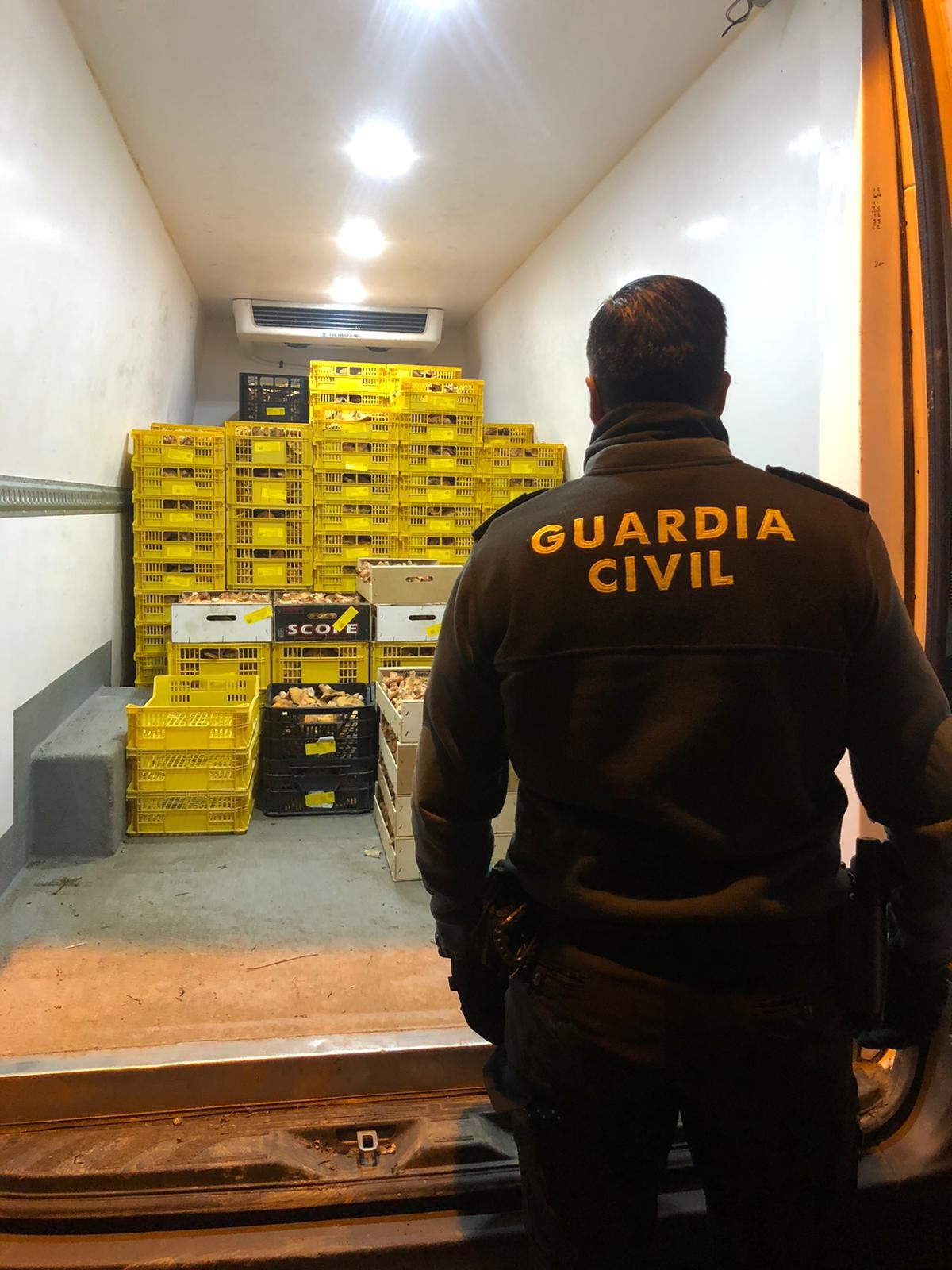 çNíscalos requisados en Alcolea del Pinar. (Foto: Guardia Civil)