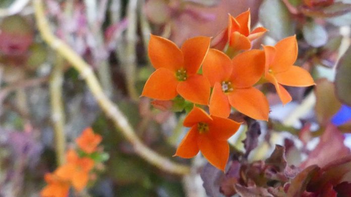 Flores de una planta de interior. (Foto: La Crónic@)