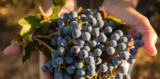 Uvas de tinto fragoso. (Foto: Finca Río Negro)