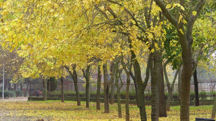 Árboles en otoño. Parque del Coquín, Guadalajara, en noviembre de 2020. (Foto: La Crónic@)