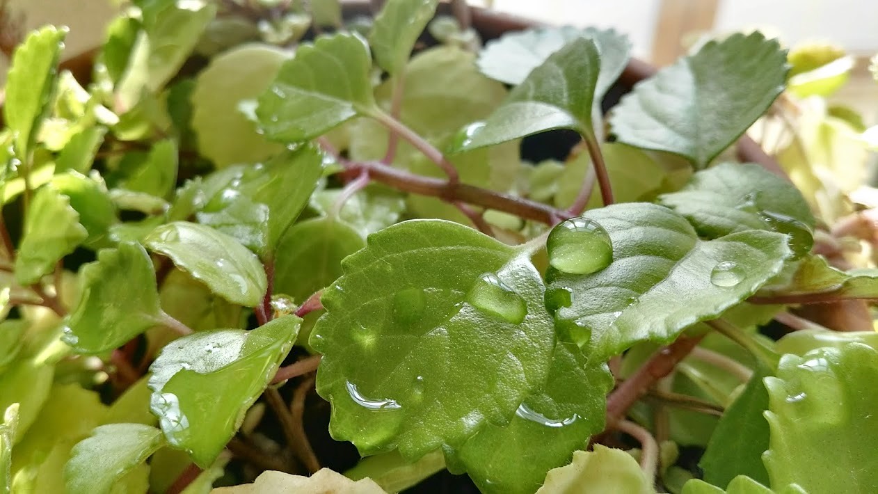 Gotas de agua sobre una planta de interior. (Foto: La Crónic@)
