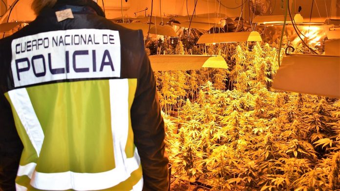 Casi 2.000 plantas de marihuana han sido incautadas en esta operación por la Policía Nacional en Guadalajara.