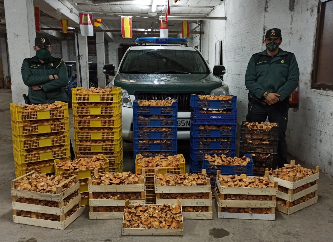 Requisa de níscalos en Cogolludo el 4 de noviembre de 2020. (Foto: Guardia Civil)