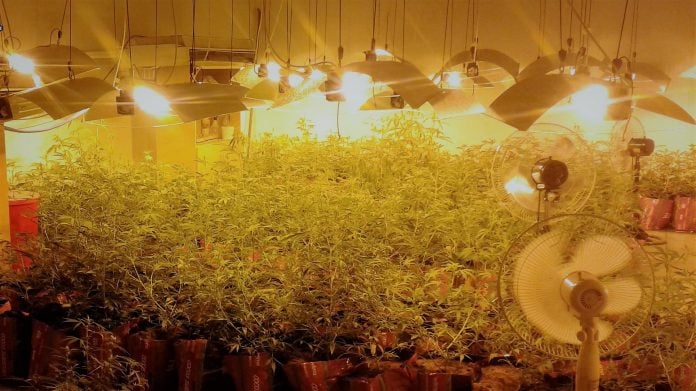 La marihuana que se cultivaba en Marchamalo recibía todo tipo de cuidados. (Foto: Guardia Civil)