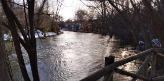 Árboles sobre el cauce del río Henares el 19 de enero de 2021. (Foto: Antonio Lafuente / La Crónic@)