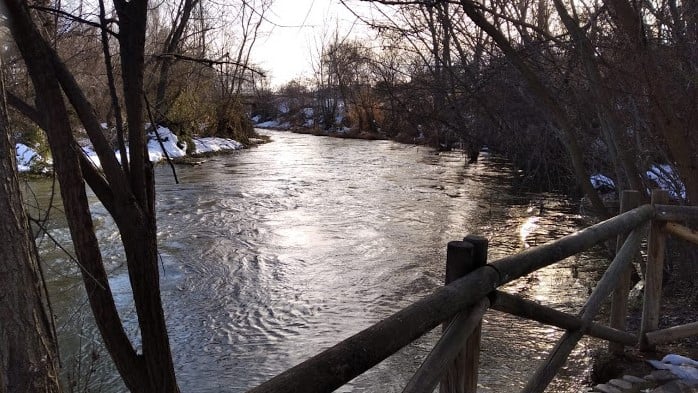 Árboles sobre el cauce del río Henares el 19 de enero de 2021. (Foto: Antonio Lafuente / La Crónic@)