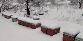 Colmenas bajo un grueso manto de nieve, en la provincia de Guadalajara.