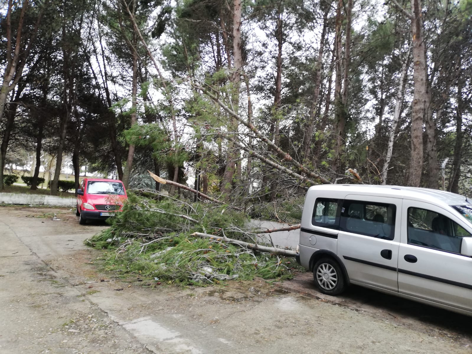 Árboles caídos desde el parque de la Constitución a un aparcamiento particular, en imagen del 23 de enero de 2021. (Foto: La Crónic@)