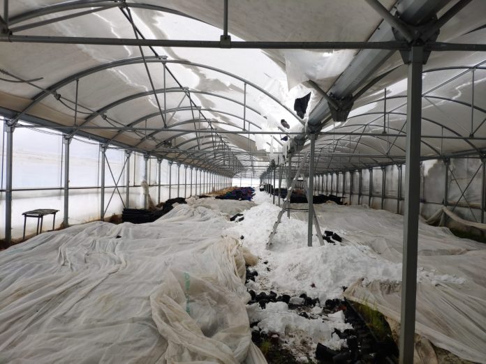 Invernadero para la planta del espçarrago, en Fontanar, arrasado por la nevada.