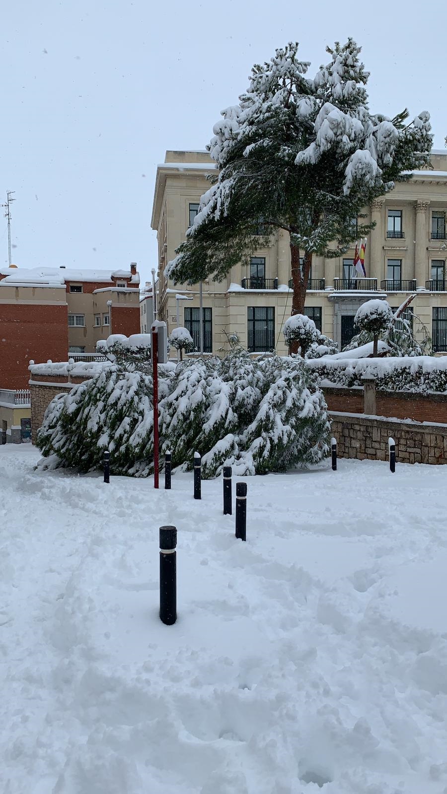 Aquí se aprecia la dimensión del árbol caído en el Jardinillo. (Foto: Lucía Gutiérrez)