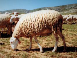 Ejemplar de oveja alcarreña, con su rebaño.