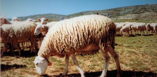 Ejemplar de oveja alcarreña, con su rebaño.