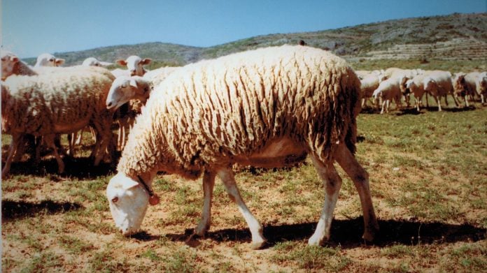 Ejemplar de oveja alcarreña, con su rebaño.