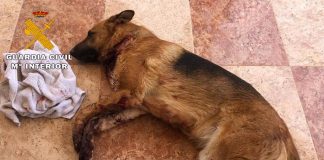 Casi matan a su perro para cobrarse una deuda El perro pudo ser salvado por la decisiva intervención de un vecino.