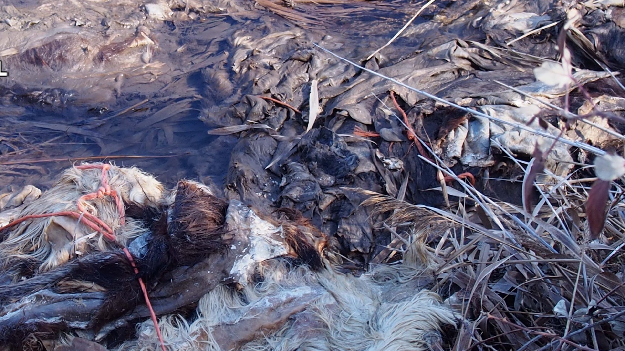 Pieles curtidas de animales tiradas en los alrededores de Azuqueca. (Foto: Guardia Civil)