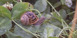 Miles de caracoles como este salen desde Trijueque al consumidor, incluso a través de Amazon.