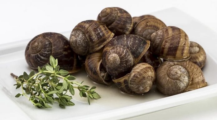 Caracoles de la empresa alcarreña "Natuco", listos para comer.