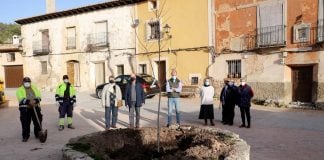 El nuevo olmo plantado en Cereceda es resistente a la grafiosis.