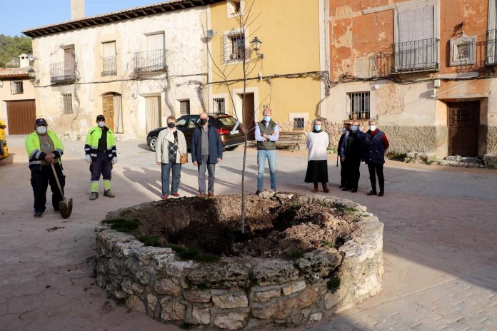 El nuevo olmo plantado en Cereceda es resistente a la grafiosis.