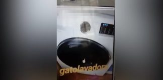 Una de las imágenes del terrible video que recoge la muerte de un gato en una lavadora.