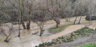 El agua ocupa buena parte del paseo junto al Henares en estos días. (Foto: Ecologistas en Acción)