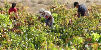 Trabajadores en viñedo. (Foto: A. González / La Crónic@)