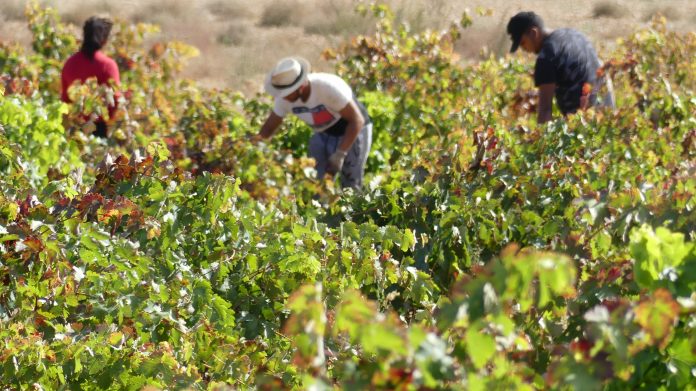 Trabajadores en viñedo. (Foto: A. González / La Crónic@)
