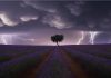Tormenta sobre los campos de lavanda de Brihuega. Fotografía de Juan López Ruiz.