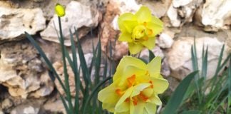 Narcisos recién florecidos en Cabanillas del Campo, en marzo de 2021. (Foto: La Crónic@)