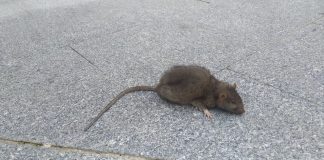 Una rata muerta en la Plazuela de Don Pedro el 12 de marzo de 2021. (Foto: La Crónic@)